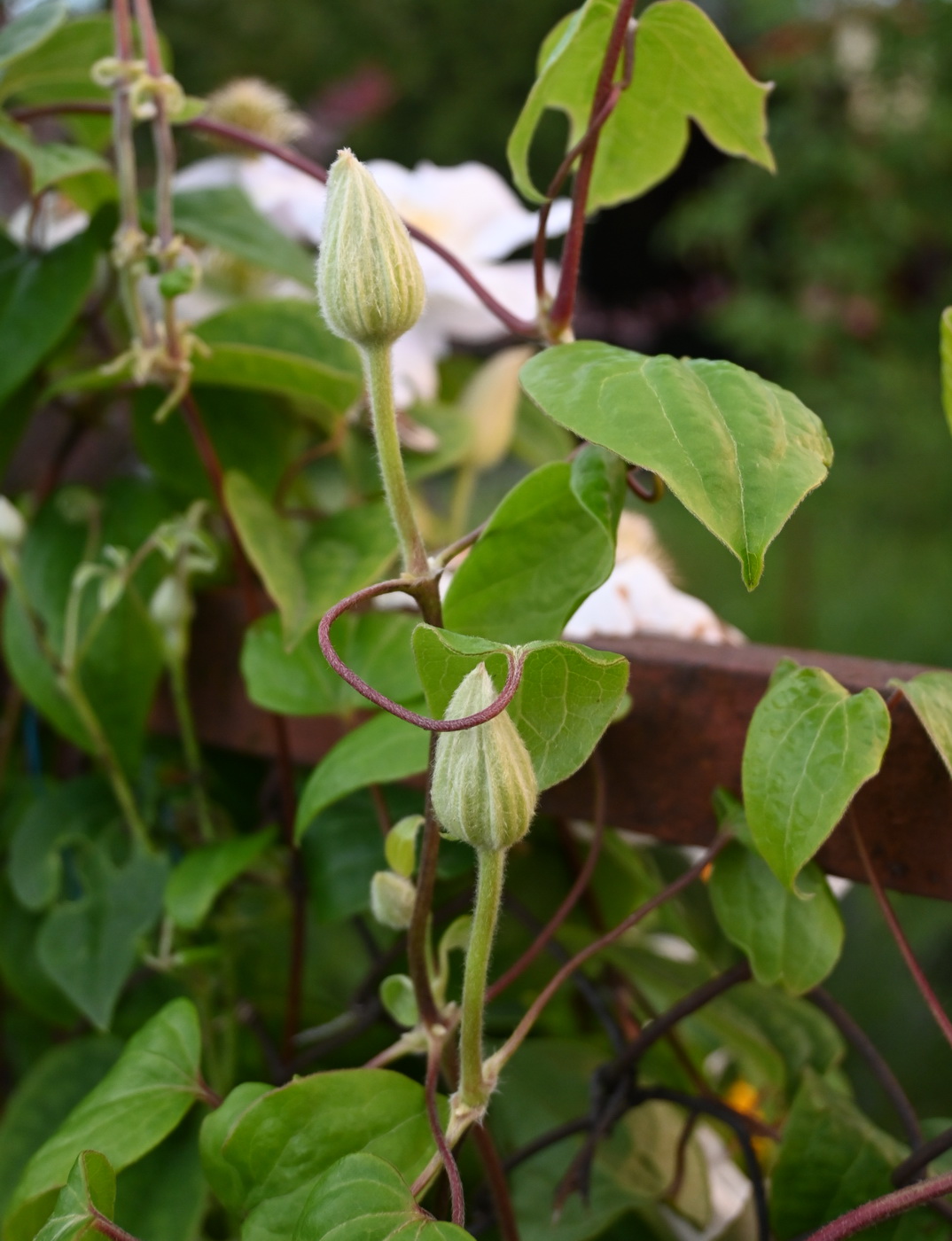 Image of genus Clematis specimen.