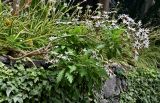 Argyranthemum pinnatifidum