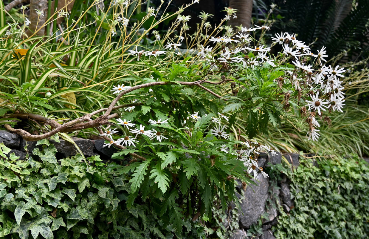 Image of Argyranthemum pinnatifidum specimen.