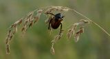 familia Poaceae. Соплодие с питающимся жуком (Anisoplia austriaca?). Оренбургская обл., Саракташский р-н, Жёлтинский сельсовет, хр. Карамурунтау, дол. ручья Килькан, разнотравно-злаковый луг. 11 июня 2025 г.