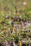 Carex rigidioides. Плодоносящее растение. Хабаровский край, р-н имени Лазо, склон г. Ко, выс. ≈ 1910 м н.у.м., горная тундра. 02.08.2026.