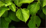 Hydrangea petiolaris. Листья. Московская обл., Раменский р-н, окр. дер. Хрипань, садовый участок. 27.06.2026.