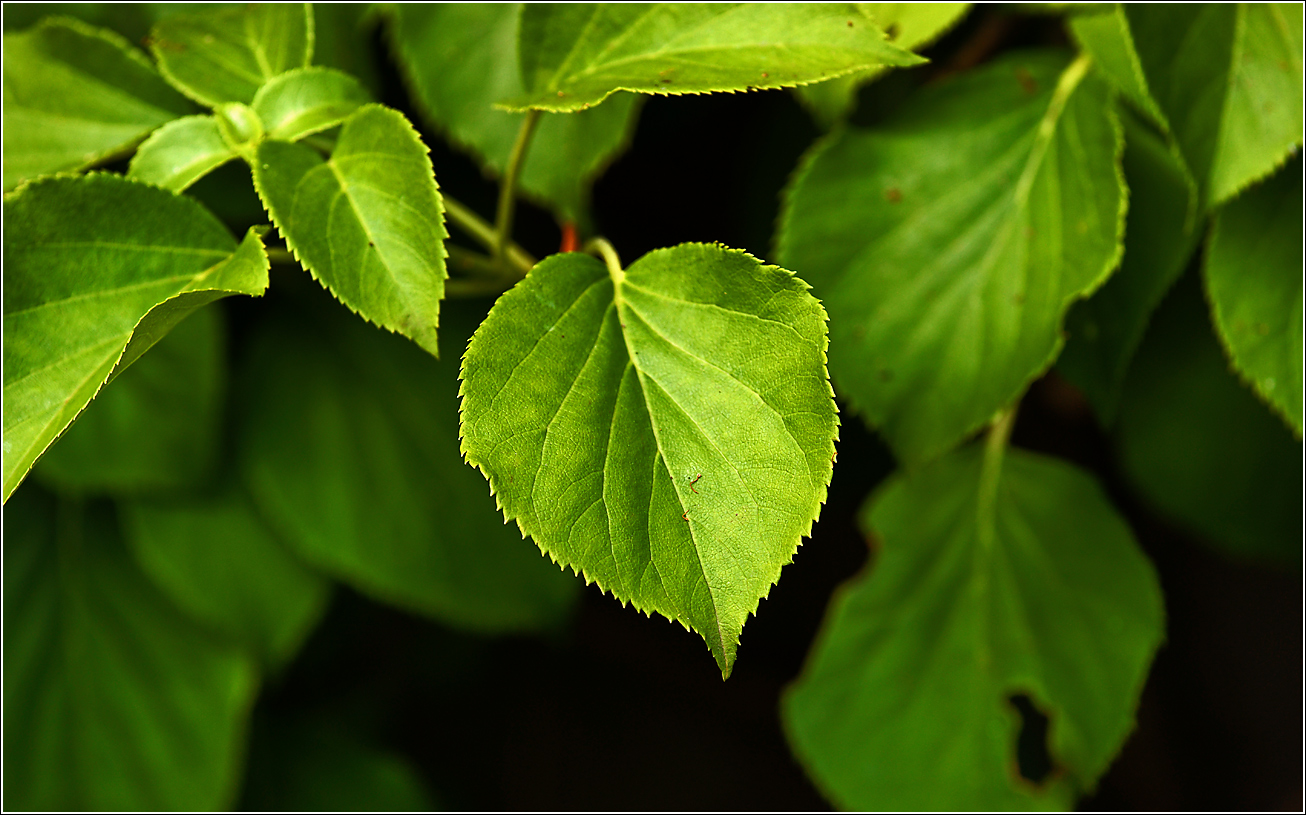 Image of Hydrangea petiolaris specimen.