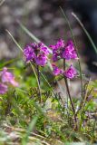 род Pedicularis