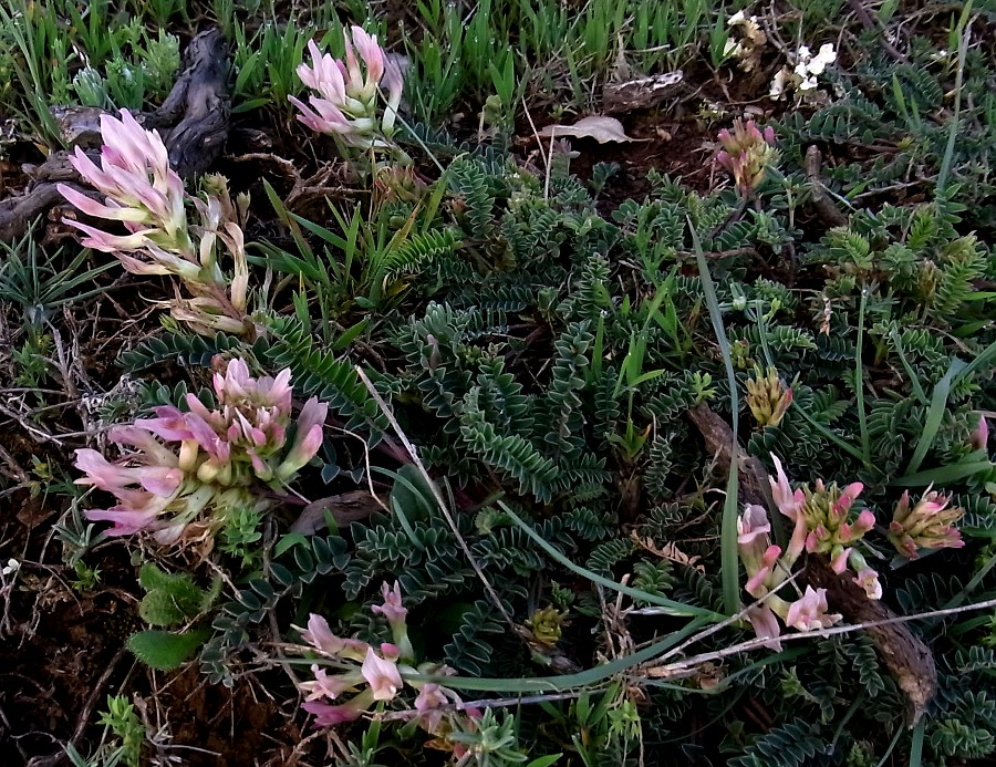 Изображение особи Astragalus monspessulanus.