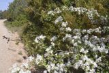 Crataegus monogyna. Верхушка ветви с соцветиями. Испания, Каталония, пров. Жирона, комарка Баш Эмпорда, муниципалитет Тороэлья-де-Монгри, окр. н.п. Улья, в составе гарриги, обочина полевой дороги. 21.04.2026.
