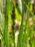 Carex vulpina