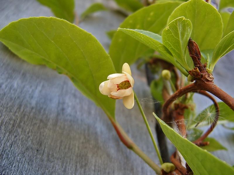 Изображение особи Schisandra chinensis.