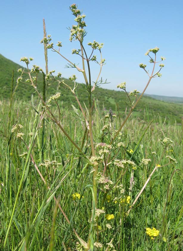 Image of Trinia glauca specimen.