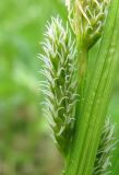 Carex pallescens