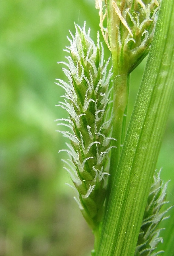 Изображение особи Carex pallescens.