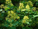 Cotinus coggygria