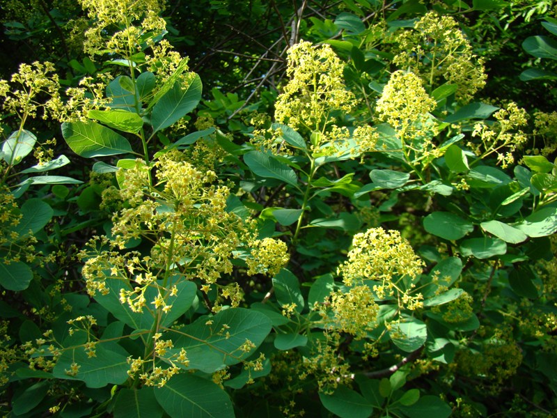 Image of Cotinus coggygria specimen.