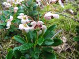 Chimaphila umbellata