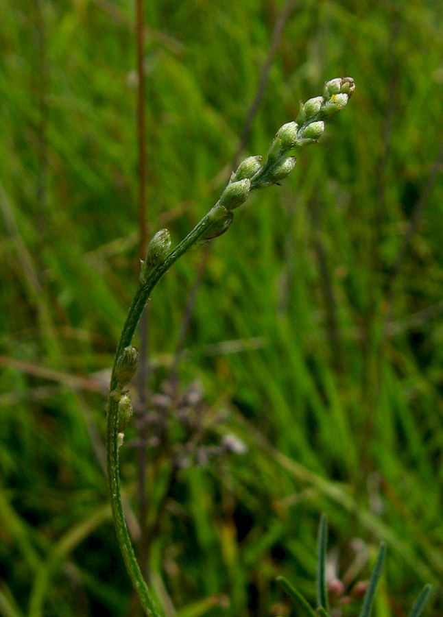 Image of Astragalus austriacus specimen.