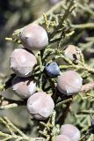 Juniperus seravschanica. Незрелые шишкоягоды. Узбекистан, Чаткальский биосферный заповедник, ущ. Башкызылсай, правый гребень. 20.03.2011.