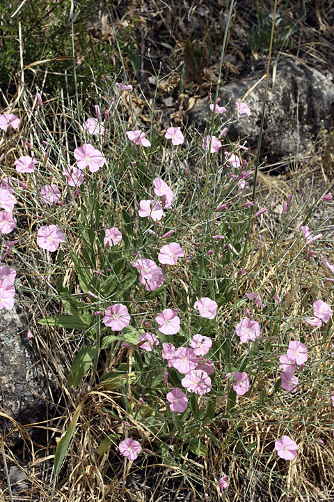 Изображение особи Convolvulus subhirsutus.