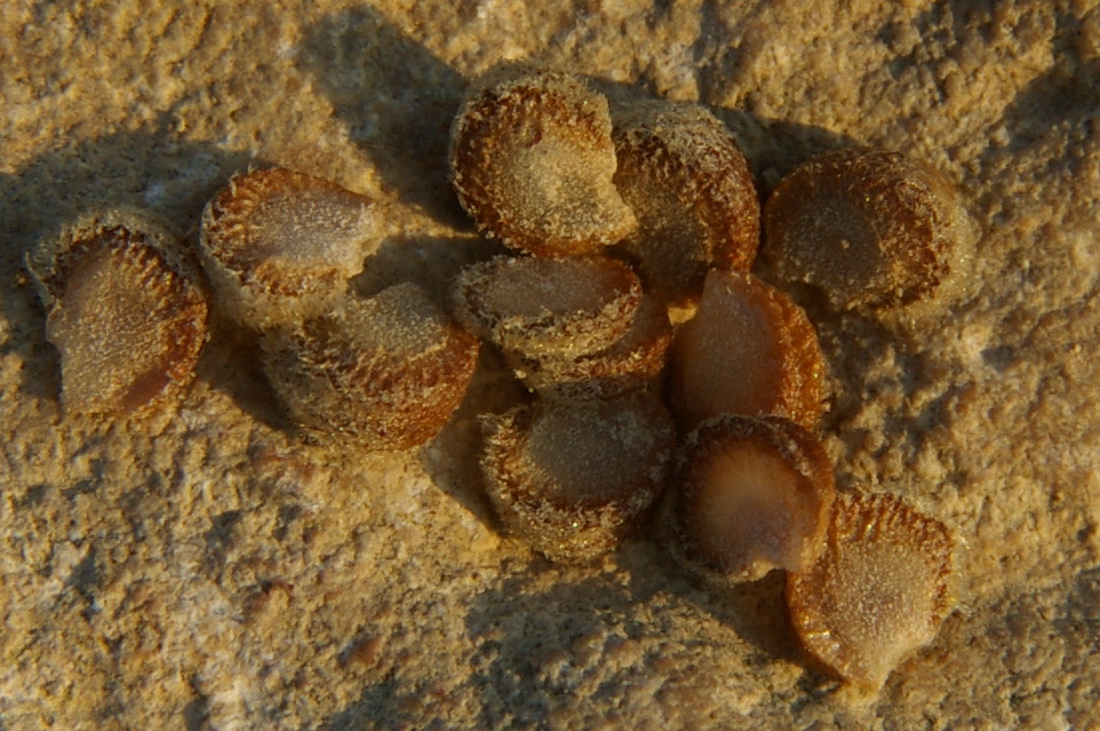 Image of Althaea taurinensis specimen.