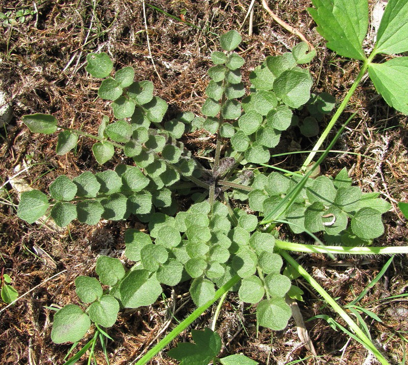 Изображение особи Cardamine parviflora.