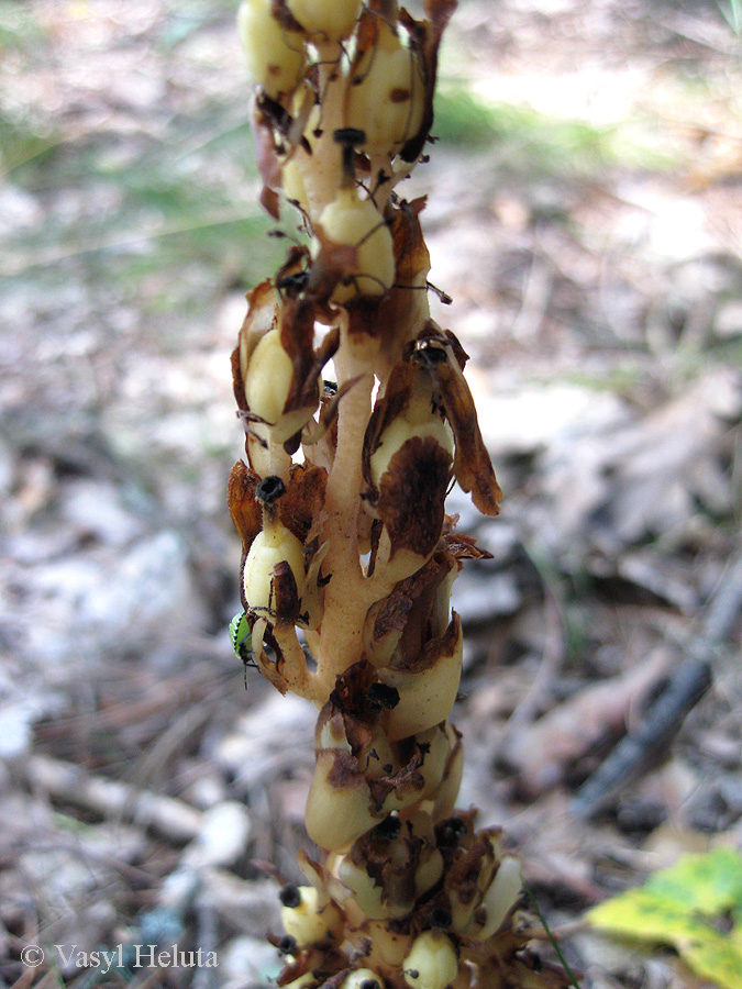 Image of Hypopitys monotropa specimen.