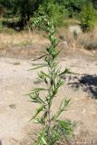 Artemisia verlotiorum. Верхушка зацветающего растения. Южный Берег Крыма, пос. Никита. 19 сентября 2011 г.