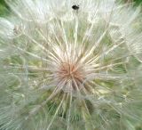 Tragopogon dubius подвид major. Соплодие (крупно). Воронежская обл., Павловский р-н, окр. с. Михайловка (Шипов лес). 18.06.2011.