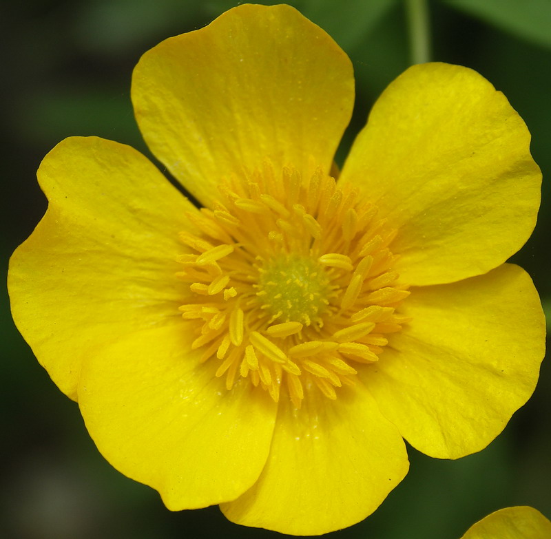 Изображение особи Ranunculus cassubicus.