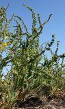 Atriplex nudicaulis. Плодоносящее растение. Архангельская обл., г. Северодвинск, о. Ягры, берег р. Ягринки. 25.08.2011.