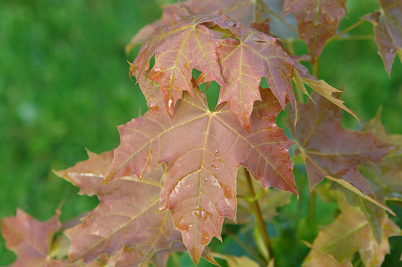 Изображение особи Acer platanoides.