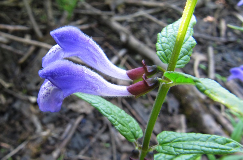 Image of Scutellaria galericulata specimen.