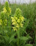 Pedicularis kaufmannii. Верхушка цветущего растения. Татарстан, Бугульминский р-н. 11.06.2011.