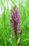 Dactylorhiza incarnata. Соцветие. Архангельская обл., Вельский р-н, окр. пос. Усть-Шоноша, берег р. Вель. 25.06.2011.