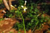 Brassica sisymbrioides