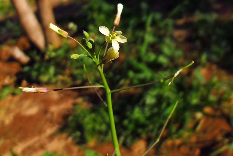 Image of Brassica sisymbrioides specimen.