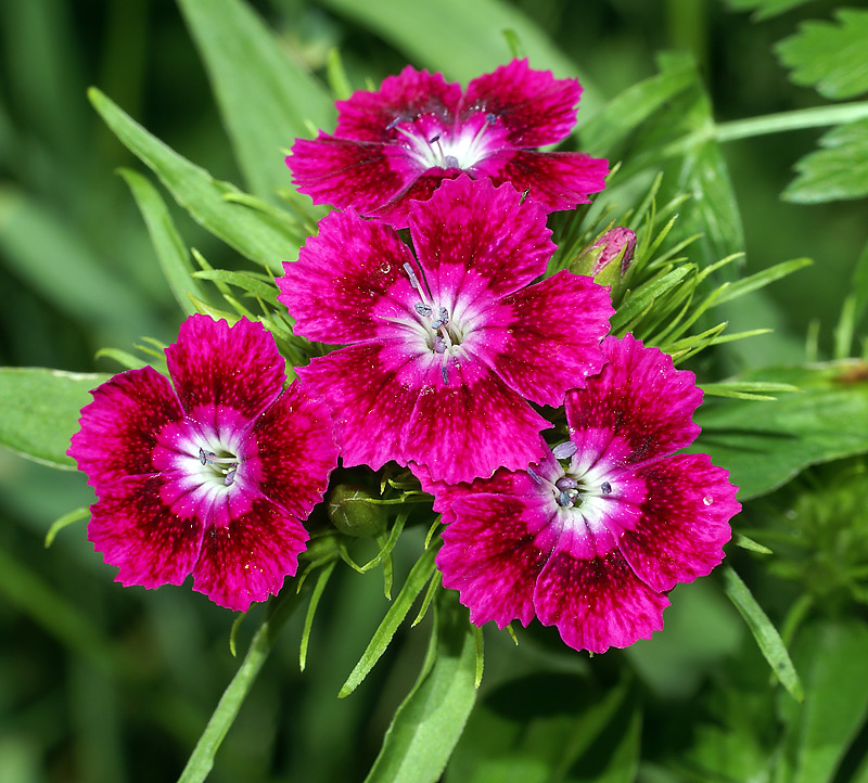 Image of Dianthus barbatus specimen.