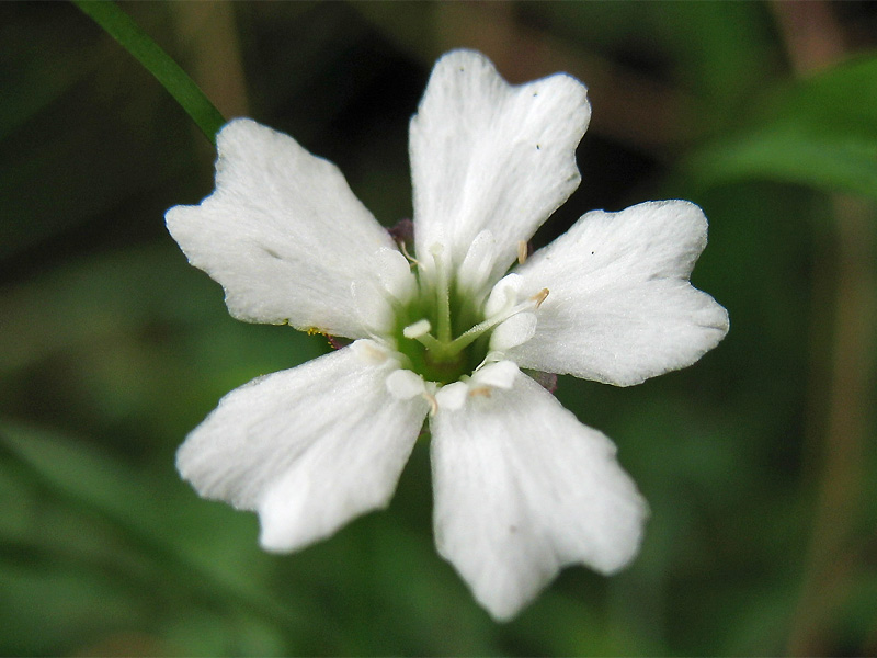 Изображение особи Heliosperma carpaticum.