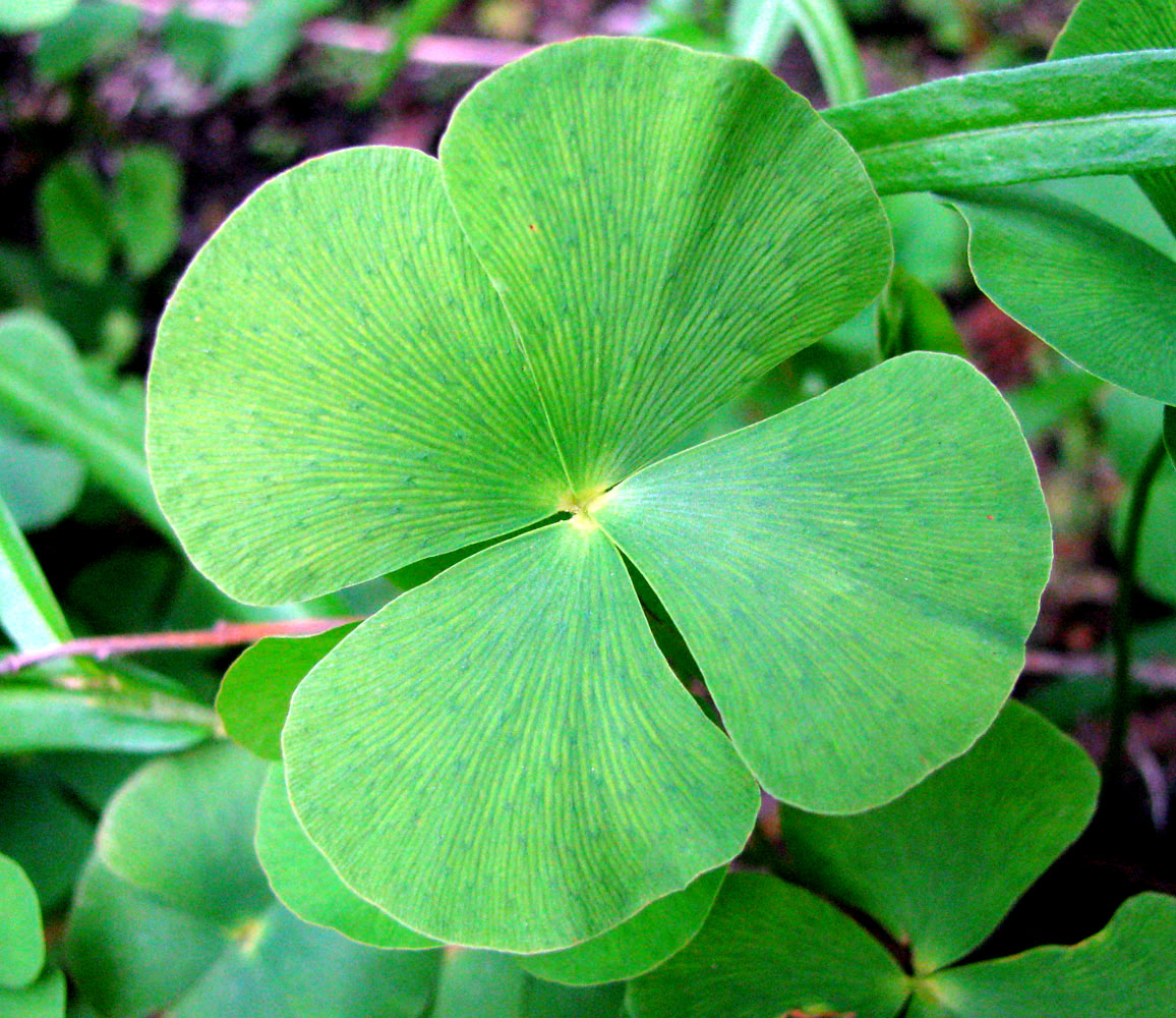 Изображение особи Marsilea quadrifolia.