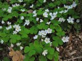 Oxalis acetosella. Цветущие растения. Нидерланды, провинция Drenthe, окрестности населённого пункта Roden, сырой смешанный лес. 9 апреля 2009 г.