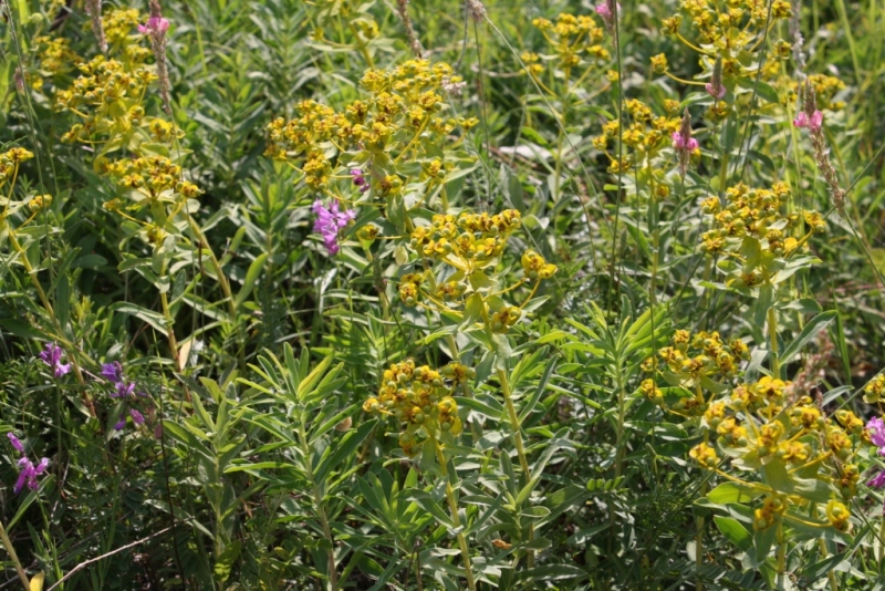 Image of Euphorbia stepposa specimen.