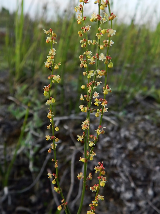 Image of Rumex acetosella specimen.