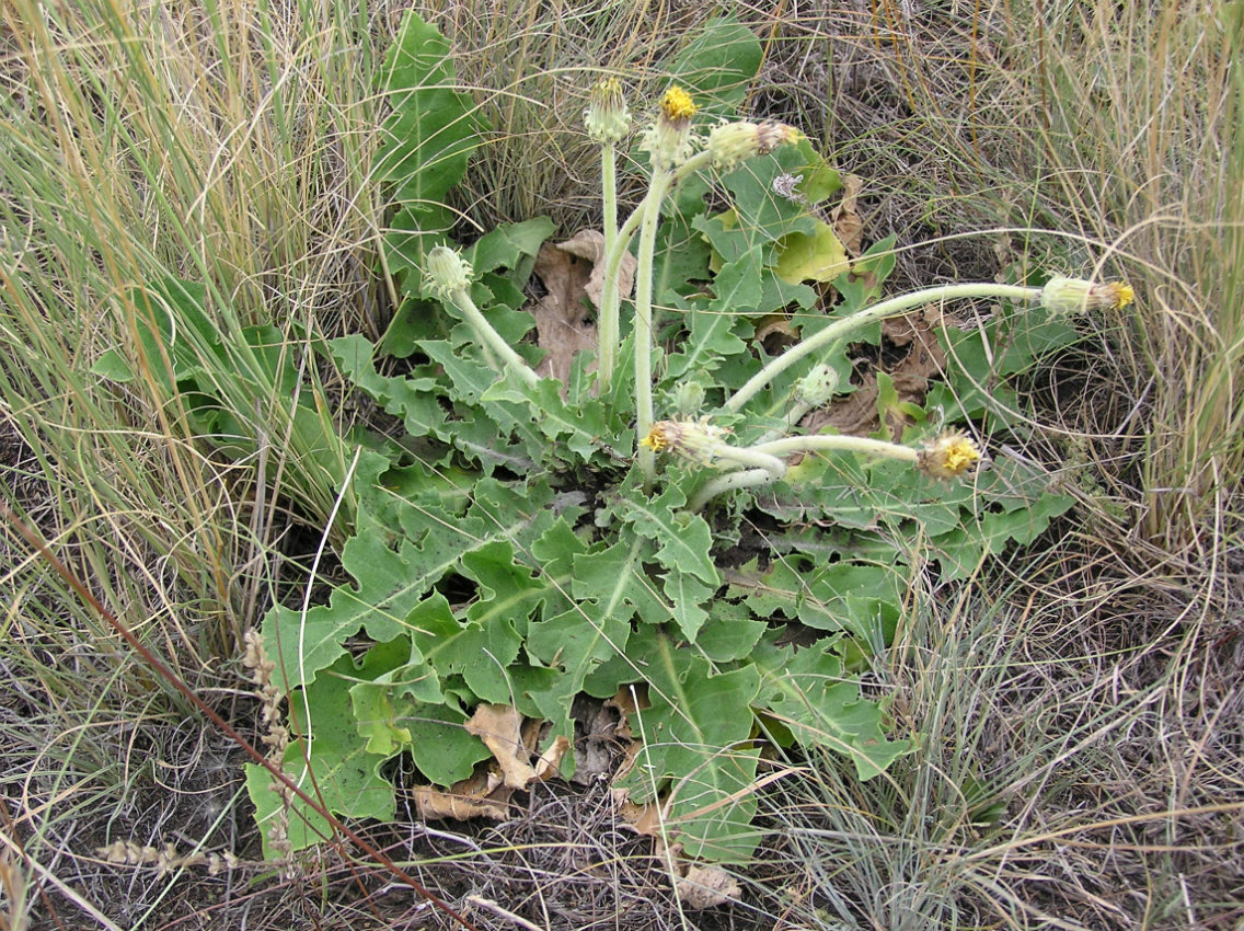 Изображение особи Taraxacum serotinum.