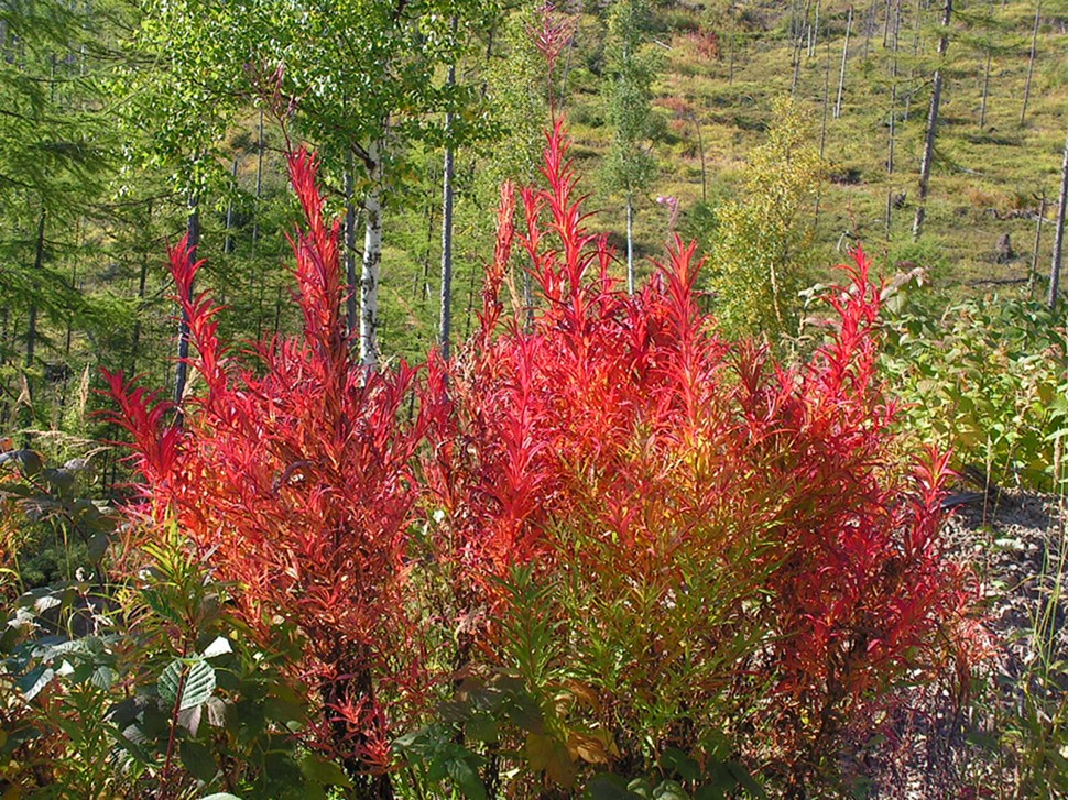 Image of Chamaenerion angustifolium specimen.