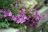 Phlox subulata. Цветущее растение. Московская обл., дачный участок. 18.05.2007.
