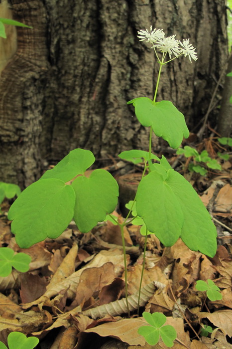 Image of Thalictrum filamentosum specimen.