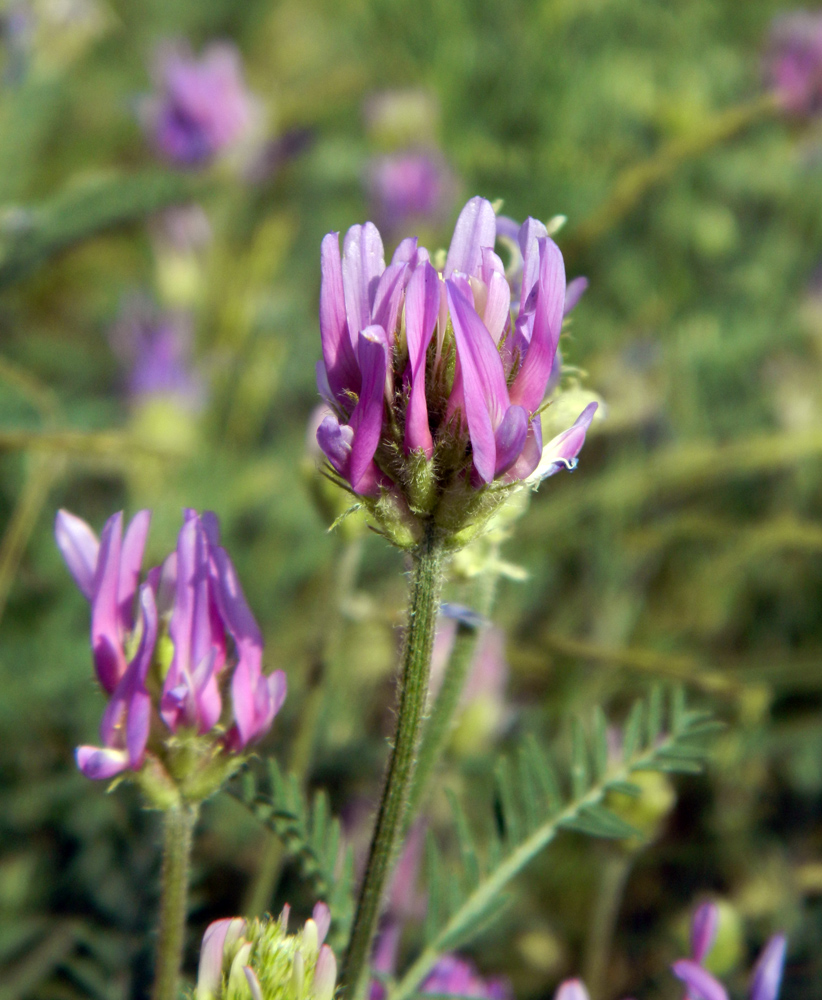 Image of Astragalus onobrychis specimen.