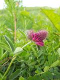 Trifolium alpestre