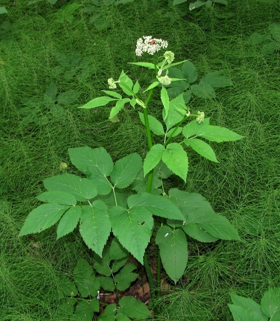 Image of Aegopodium podagraria specimen.