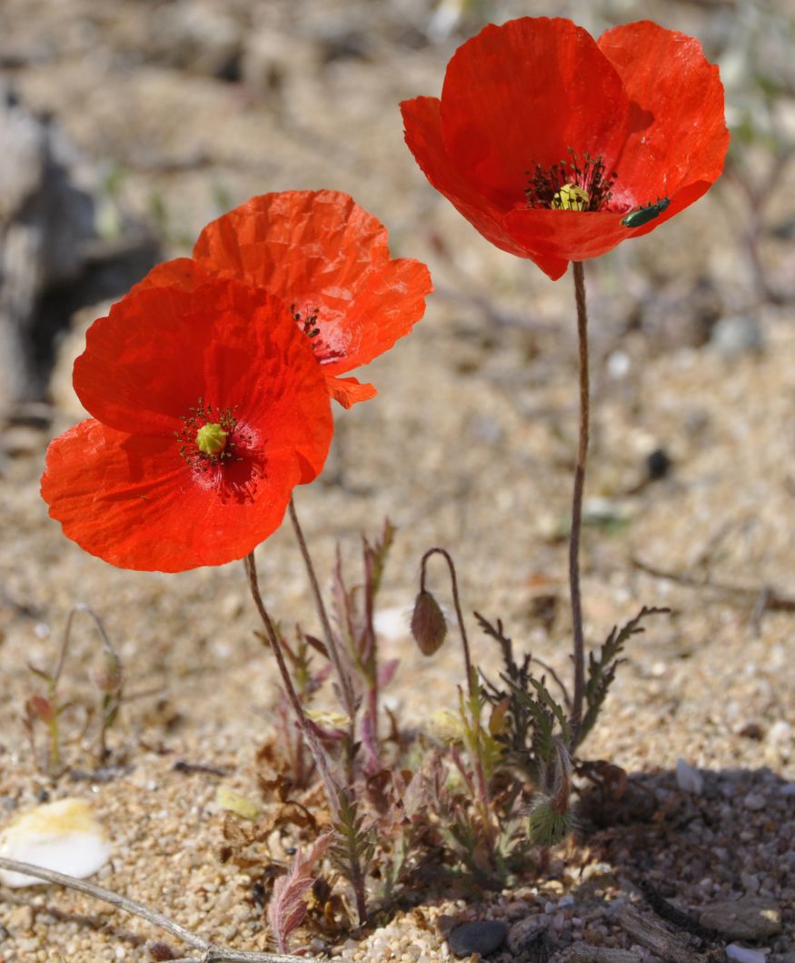 Изображение особи Papaver rhoeas.