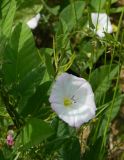 Convolvulus arvensis