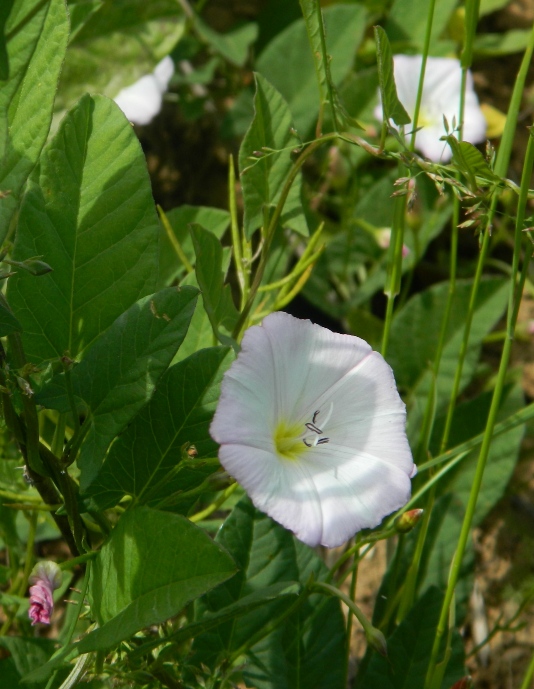 Image of Convolvulus arvensis specimen.